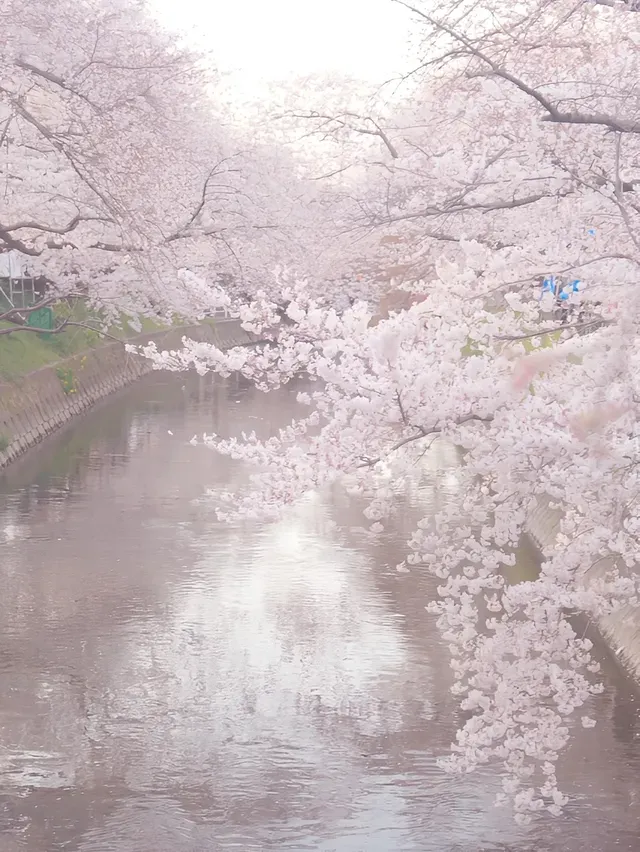 名古屋櫻花 五條橋