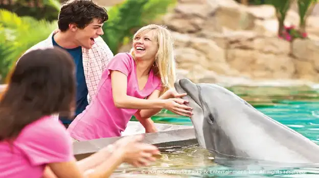 A young couple interacting with a dolphin at SeaWorld Orlando