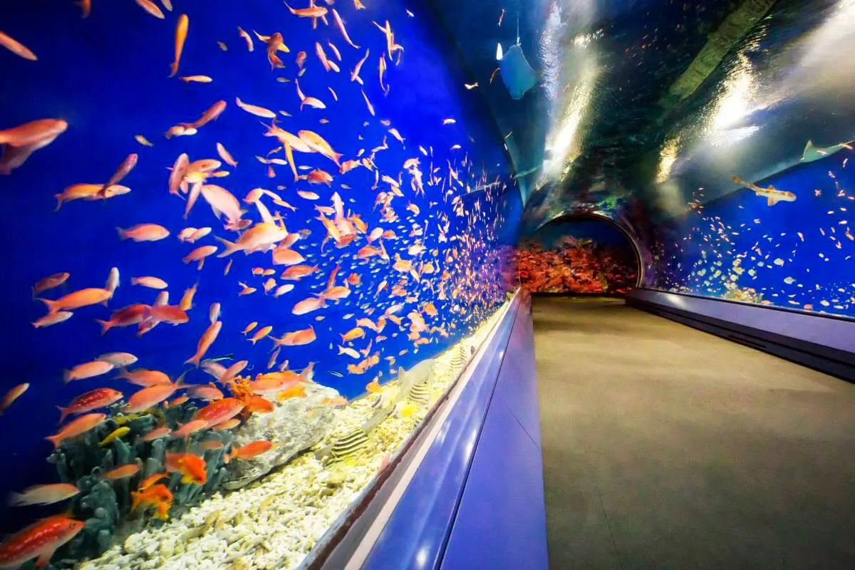 Tempat Wisata di Jepang-Osaka Aquarium Kaiyukan