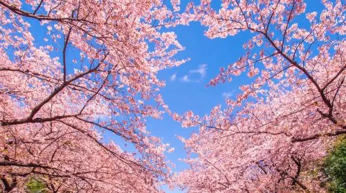 Other Attractions in Tokyo