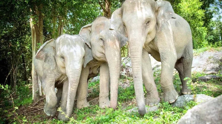 泰國必體驗 |  蘇梅島大象庇護園