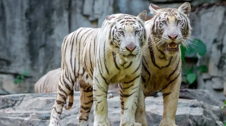 Chimelong Safari Park Animals You Can't Miss