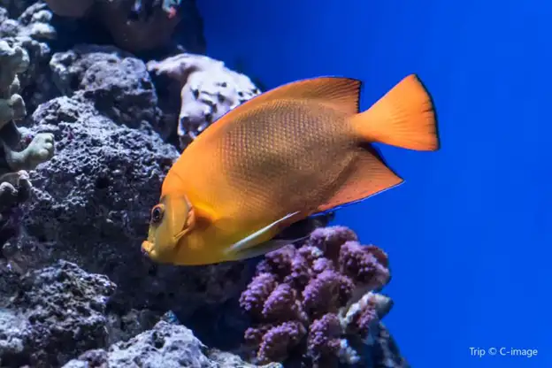 Fish in tropical pacific gallery at Aquarium of the Pacific