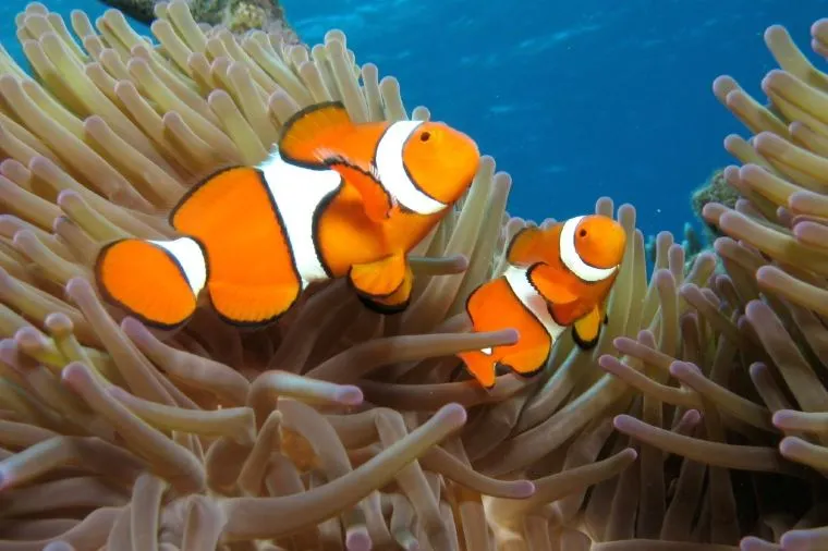 ケアンズ旅行の観光費用