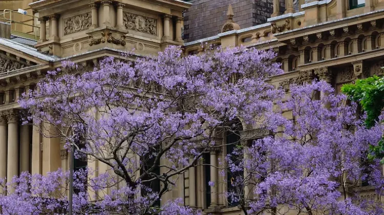 オーストラリアではどれが便利？eSIM・SIMカード・Wi-Fiルーター徹底比較