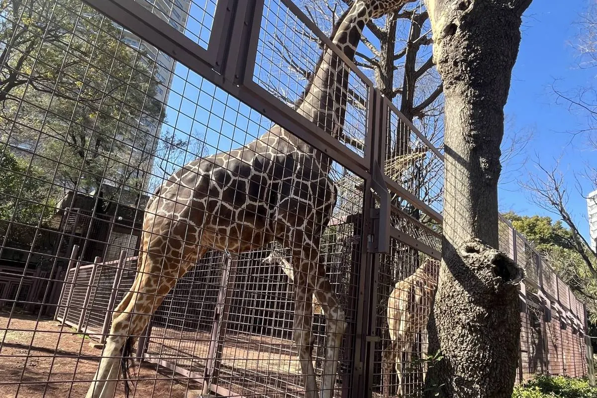 上野動物園長頸鹿與斑馬