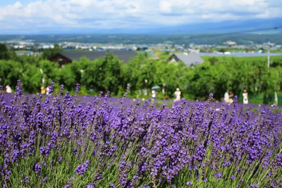 富良野景點－富田農場