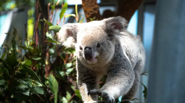 シドニーの12月