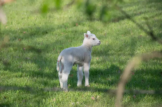 A spring lamb in Suffolk. Source: Veronica White / unsplash