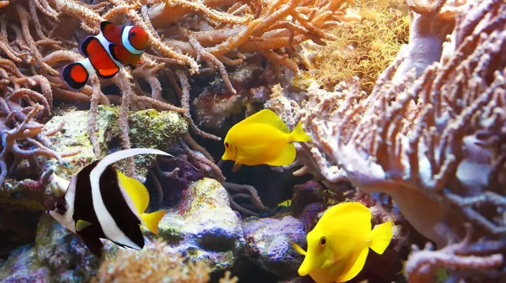 Sea Life Sydney tickets