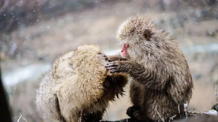 地獄谷野猿公苑