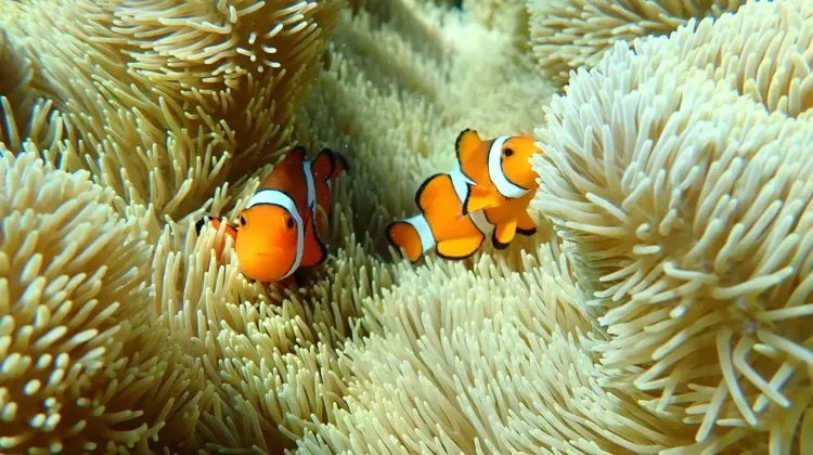 宮古島のお土産選びでよくある質問