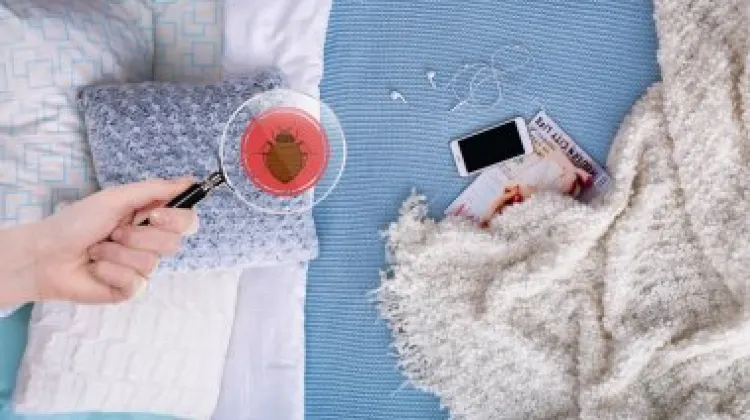 韓国のトコジラミに関するよくある勘違い