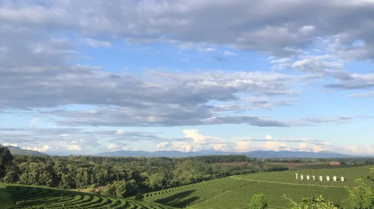 ที่เที่ยวเชียงราย#6 ไร่ชาฉุยฟง