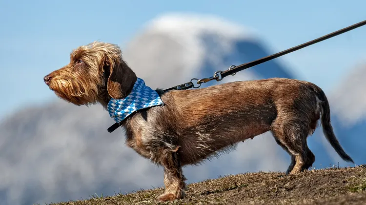 ペットを飛行機のストレスから守る3つの方法