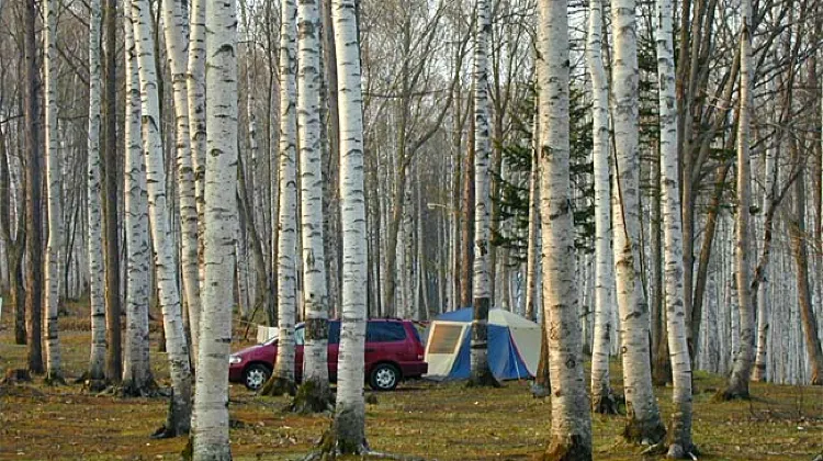北岩尾内湖白樺キャンプ場