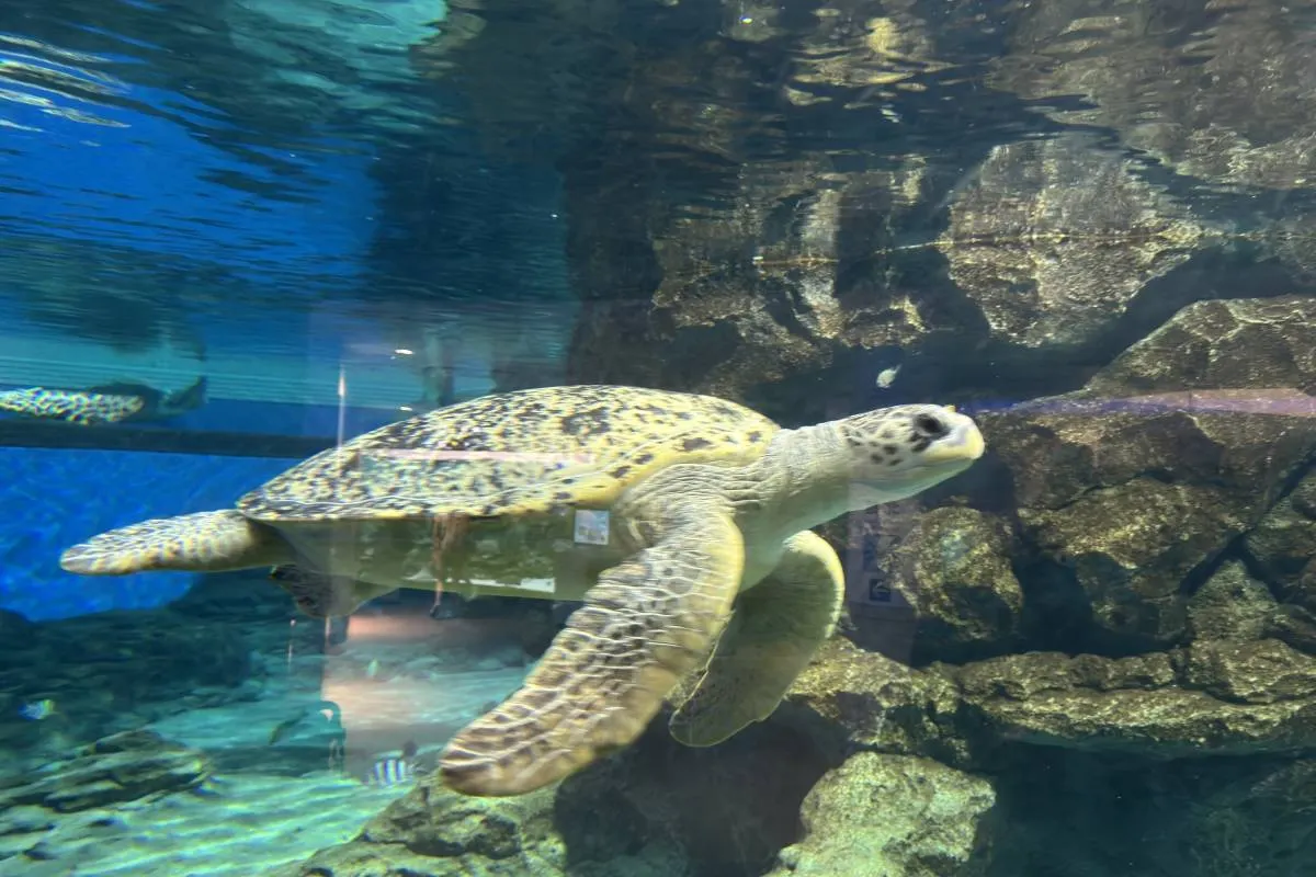 Kegiatan Menarik di Akuarium Pelabuhan Nagoya