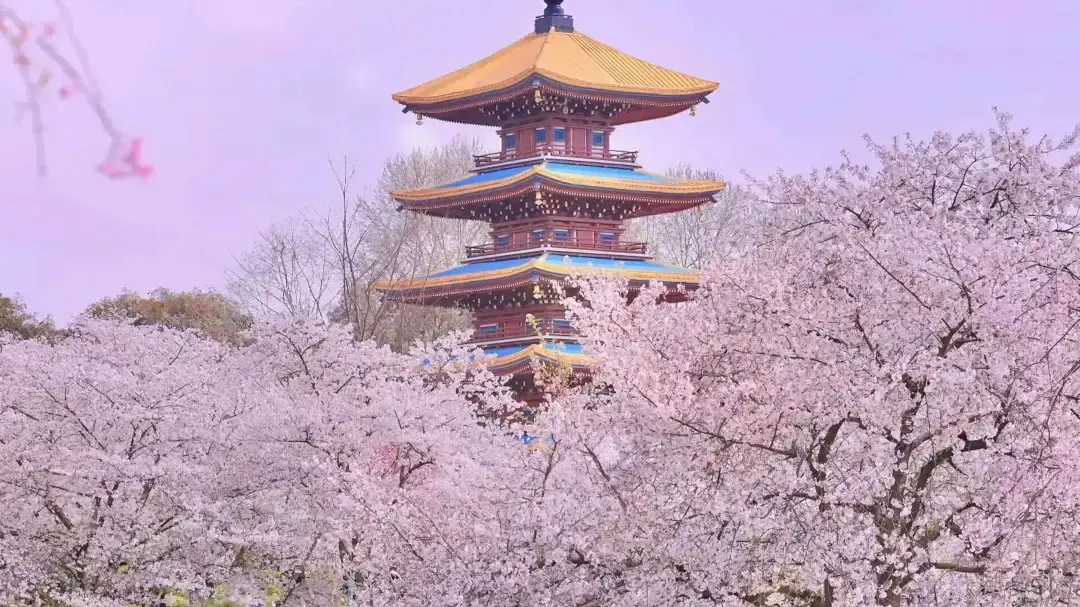 Best Time to See Wuhan Cherry Blossoms