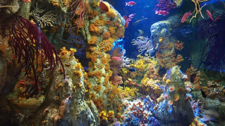 サンシャイン水族館の入館料金は?