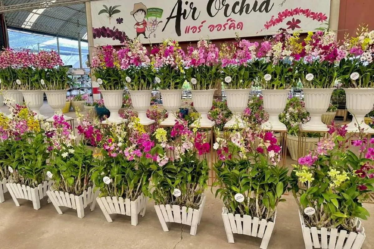 ที่เที่ยวนครปฐม#7 ซูเปอร์มาร์เก็ตกล้วยไม้ แอร์ออร์คิดส์