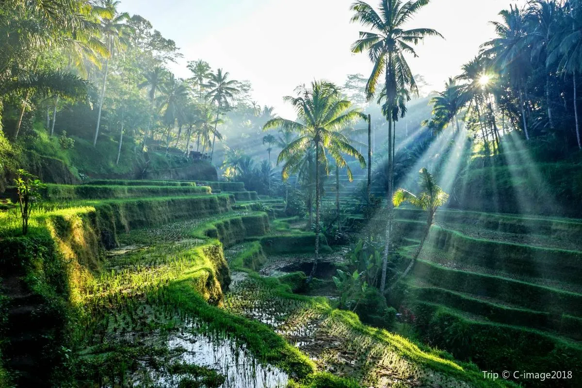 3. Objek Wisata di Bali-Teras Sawah Tegalalang