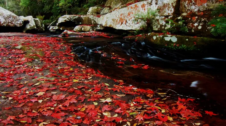 อุทยานแห่งชาติภูกระดึง จ.เลย - สถานที่ชมใบไม้เปลี่ยนสีในไทย