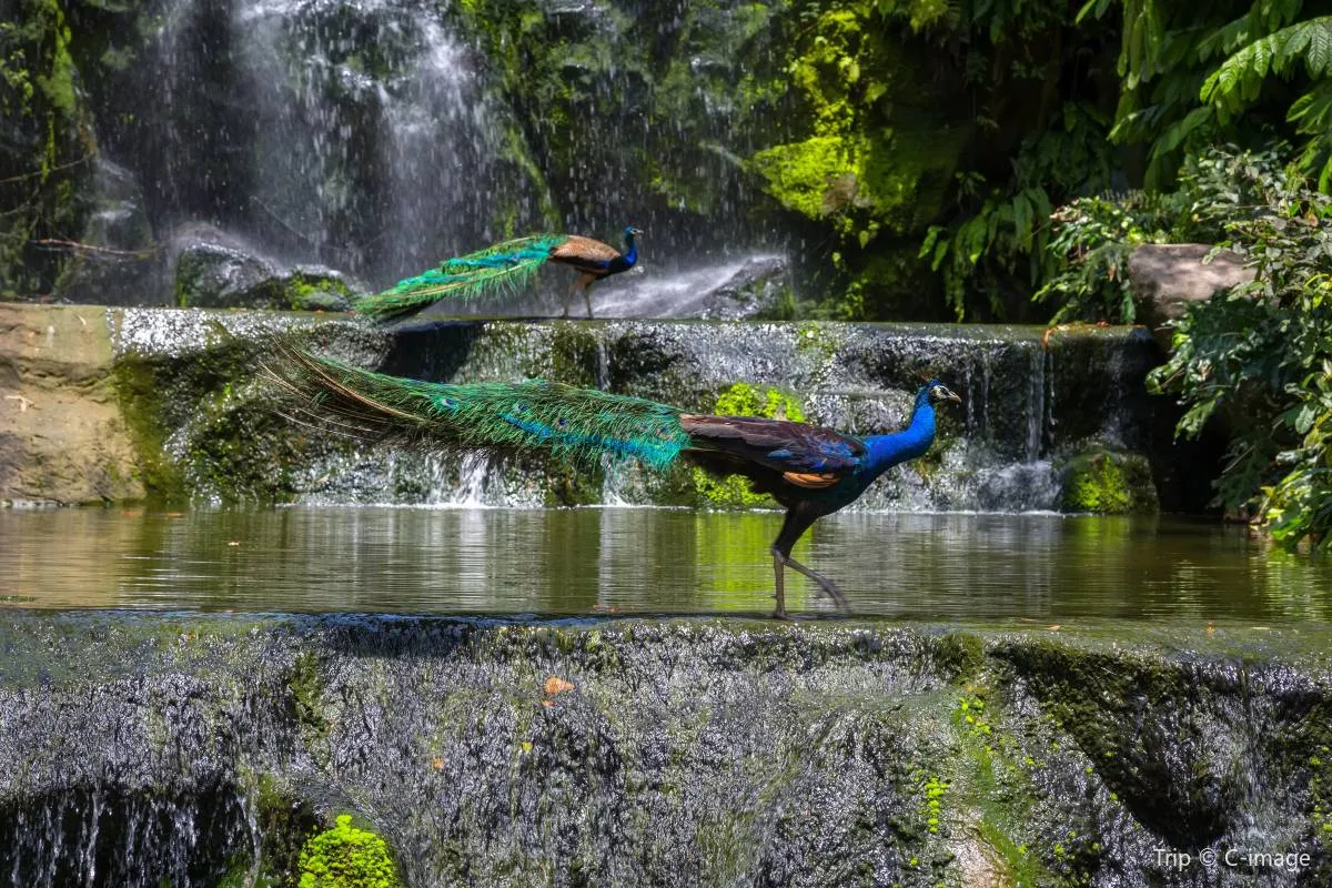 11.Tempat Wisata di Kuala Lumpur-KL Bird Park