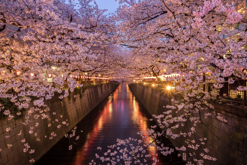 Kanto Cherry Blossom | Best Viewing Spots