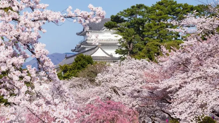 小田原旅行で心温まるお土産を見つけよう!