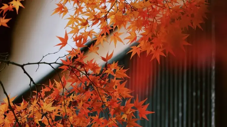 姫路のお土産選びでよくある質問