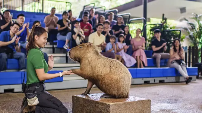 Tempat Wisata di Singapura-Singapore Zoo
