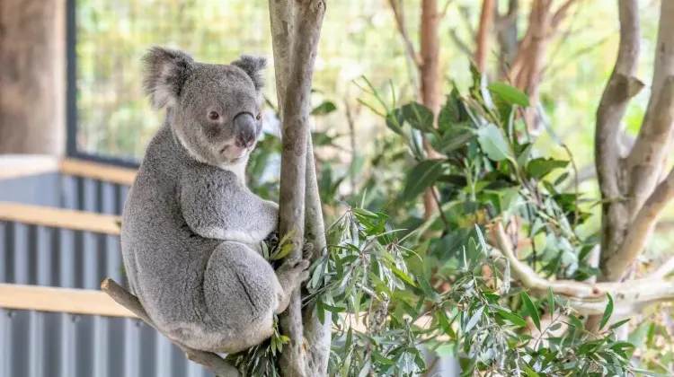 オーストラリアでの緊急時の対処法