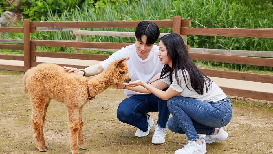 홍천 알파카월드 산책