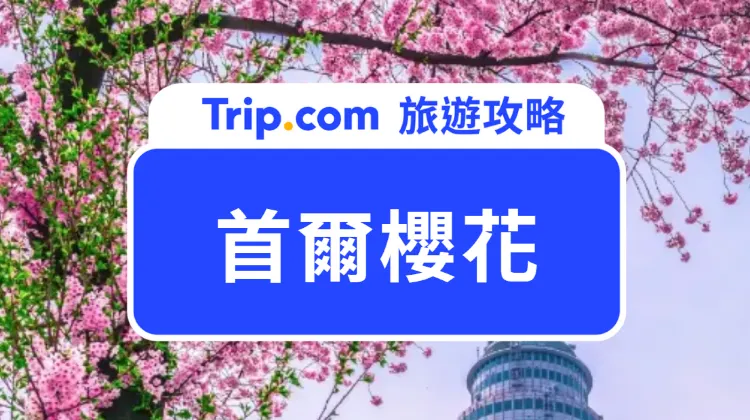 首爾櫻花