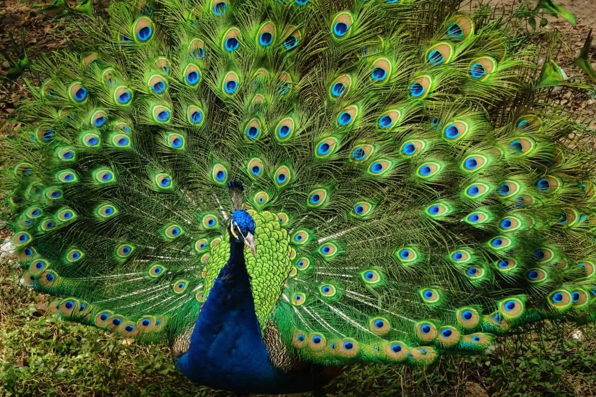 Things to Do at Guangzhou Zoo: Attractions & Shows