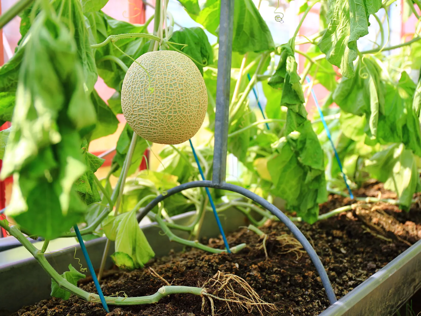 16.天使音（あまね）メロン