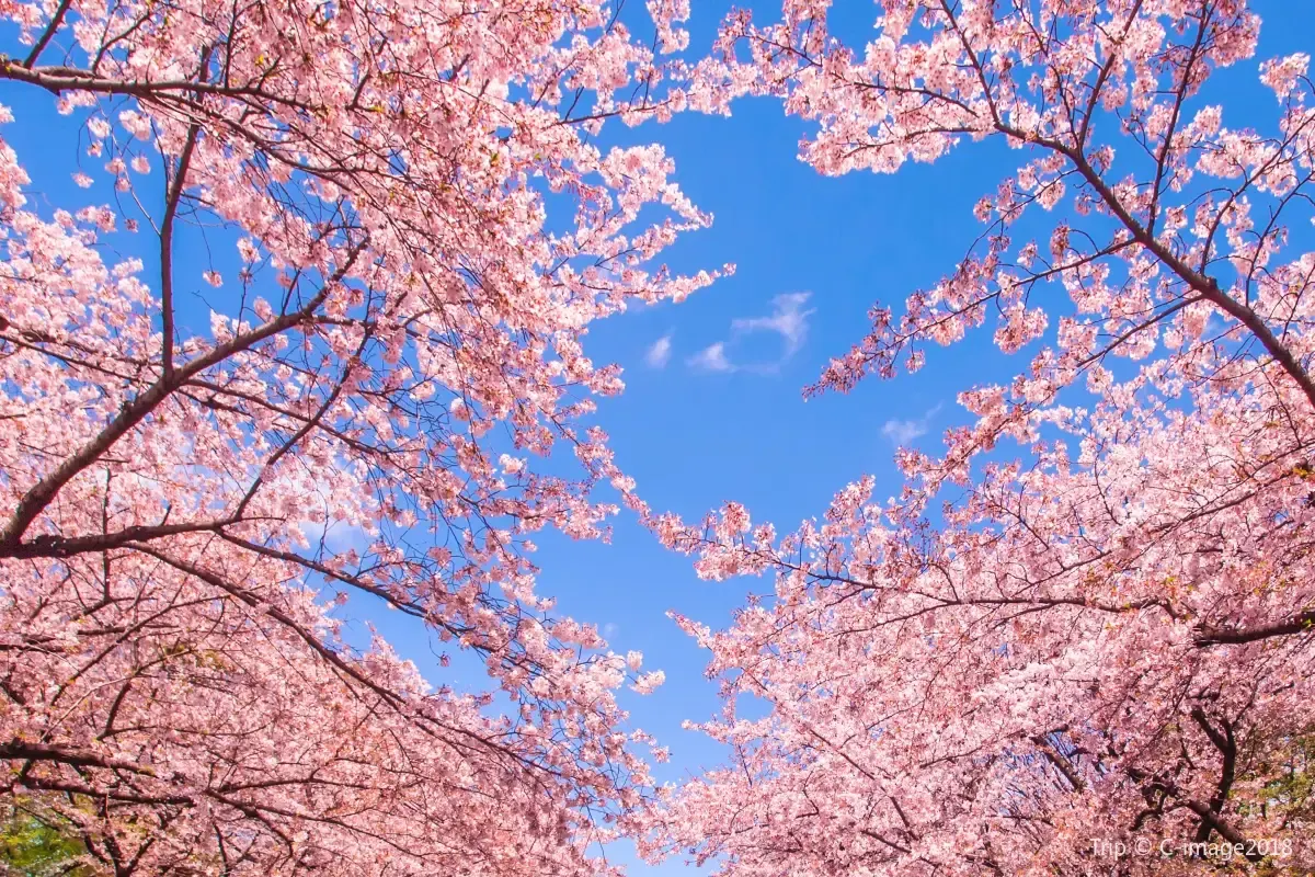 Cherry Blossoms in Tokyo
