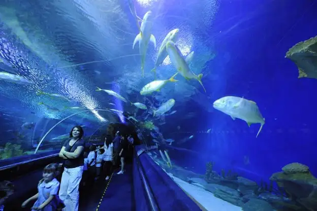 Fish in underwater tunnel