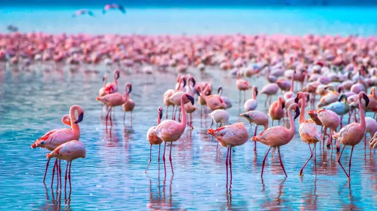 ケニアでの緊急連絡先一覧