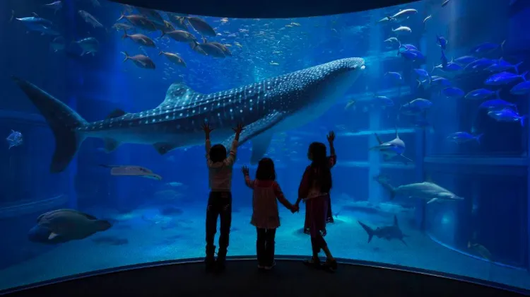 Osaka Aquarium Kaiyukan