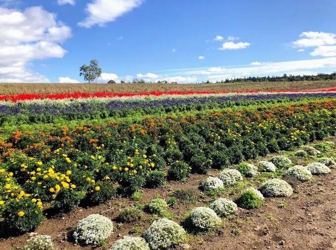 JR Hokkaido popular cities: Furano