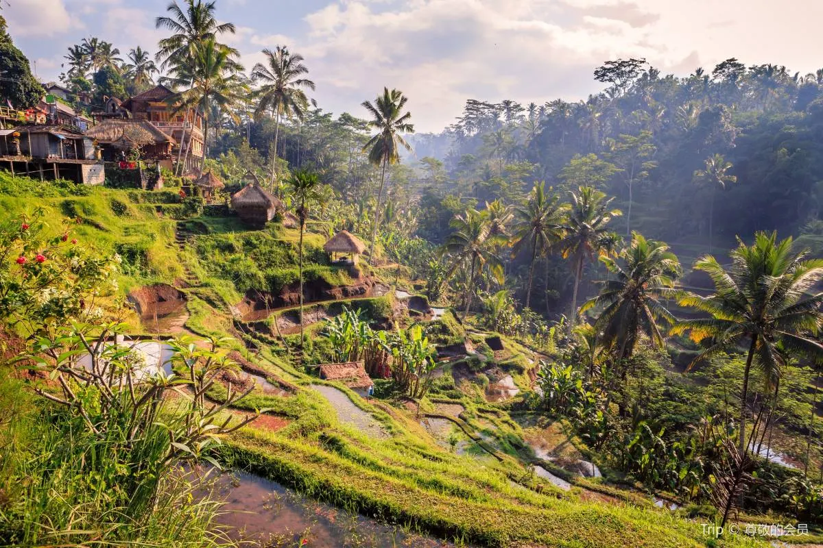 Tempat Wisata di Indonesia-Ubud