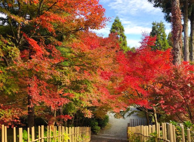 【呑山観音寺】紅葉の見頃は10月下旬~11月下旬