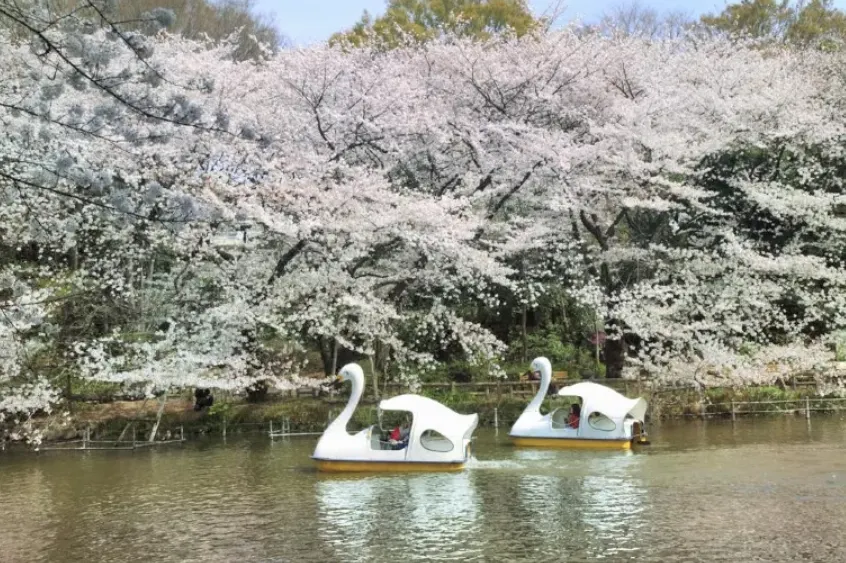 東京自由行井之頭恩賜公園