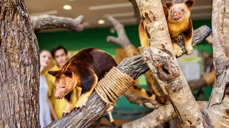 Tonton pertunjukan haiwan