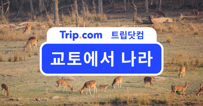 교토에서 나라 가이드: 교통편부터 맛집, 숙소까지 한번에! | 트립닷컴