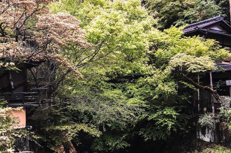 【犬鳴山渓谷】紅葉の見頃は11月中旬~12月上旬