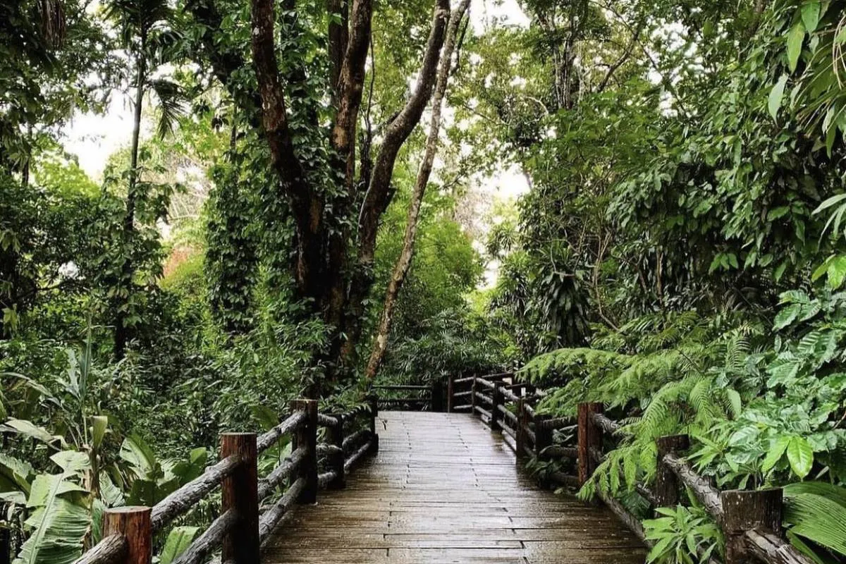 ที่เที่ยวเชียงราย#11 Doi Tung Tree Top Walk