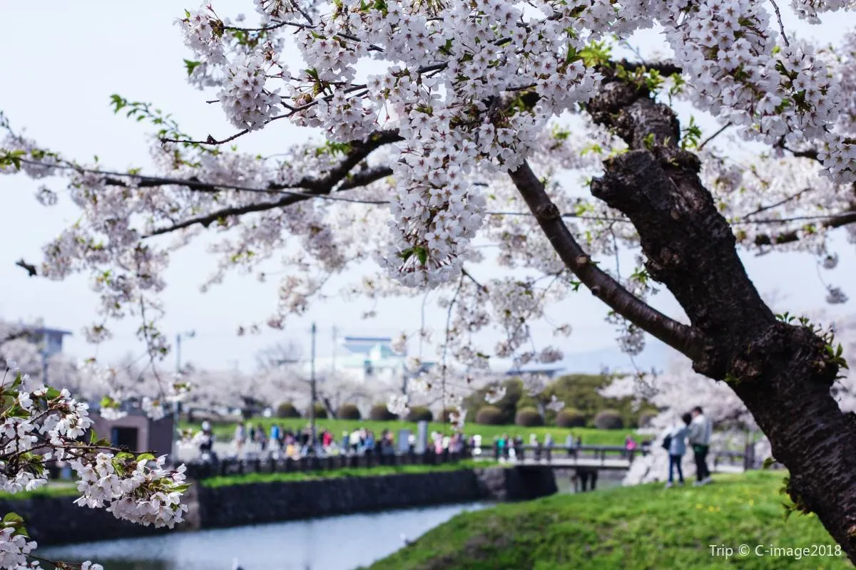 日本賞櫻地點🌸【7】北海道五稜郭櫻花祭