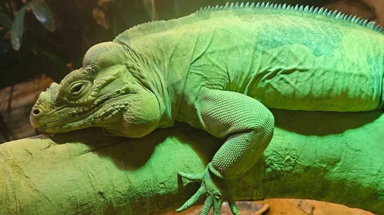 Shanghai Zoo Animals in Each Area